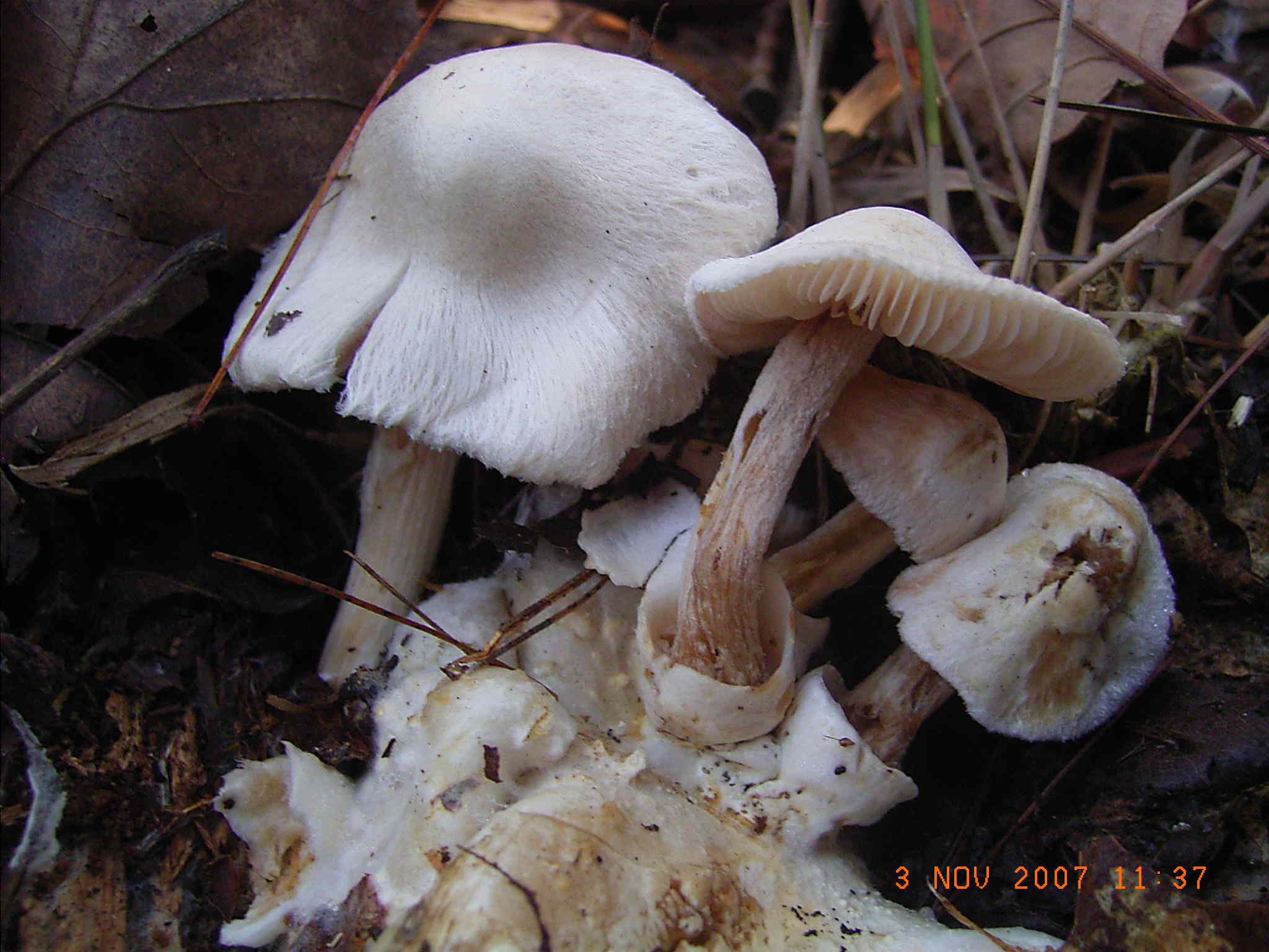 Volvariella surrecta, Psathyrella cotonea, Xylaria polimorph